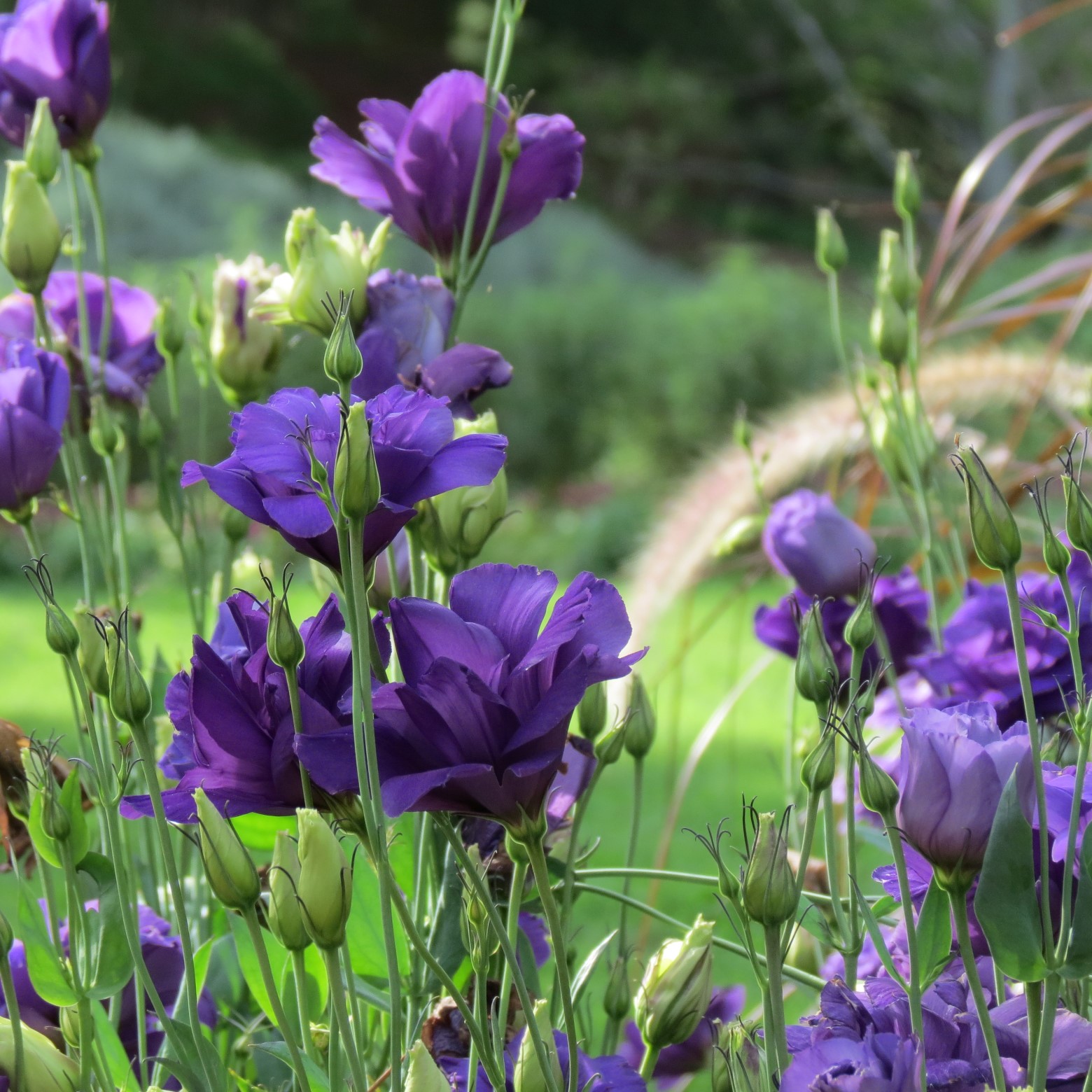 Wichita Botanical Gardens 51 of 98 (#9702)