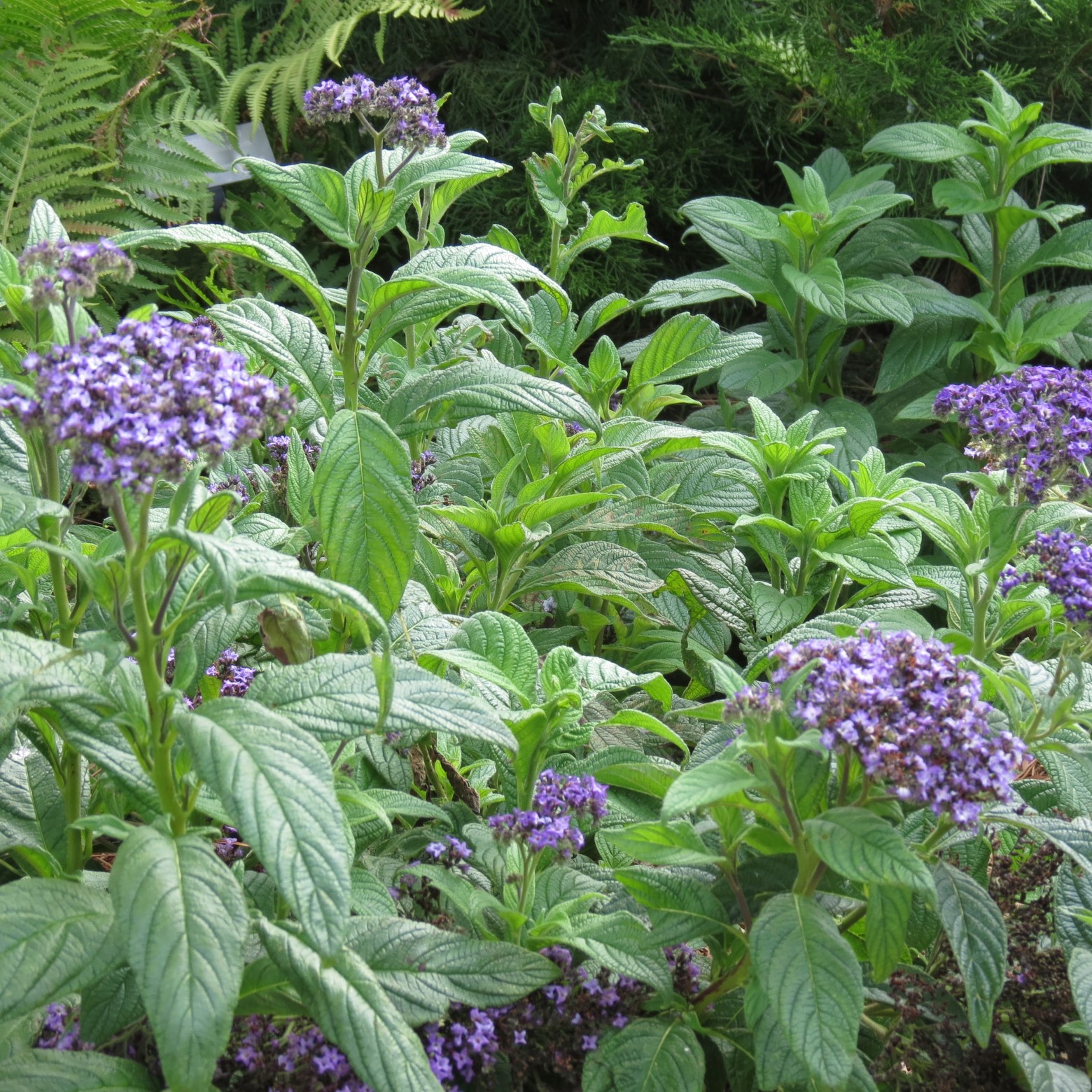 Wichita Botanical Gardens 52 of 98 (#9703)