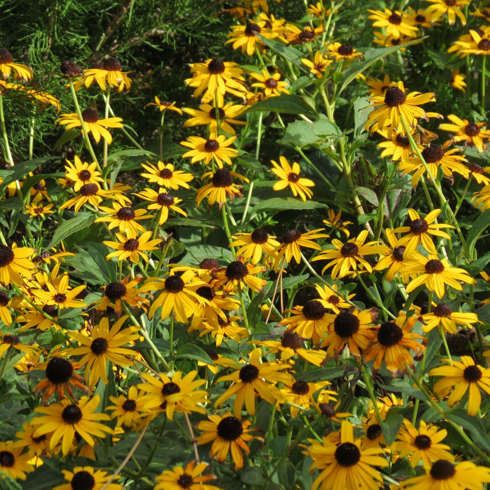 Wichita Botanical Gardens 53 of 98 (#9704)