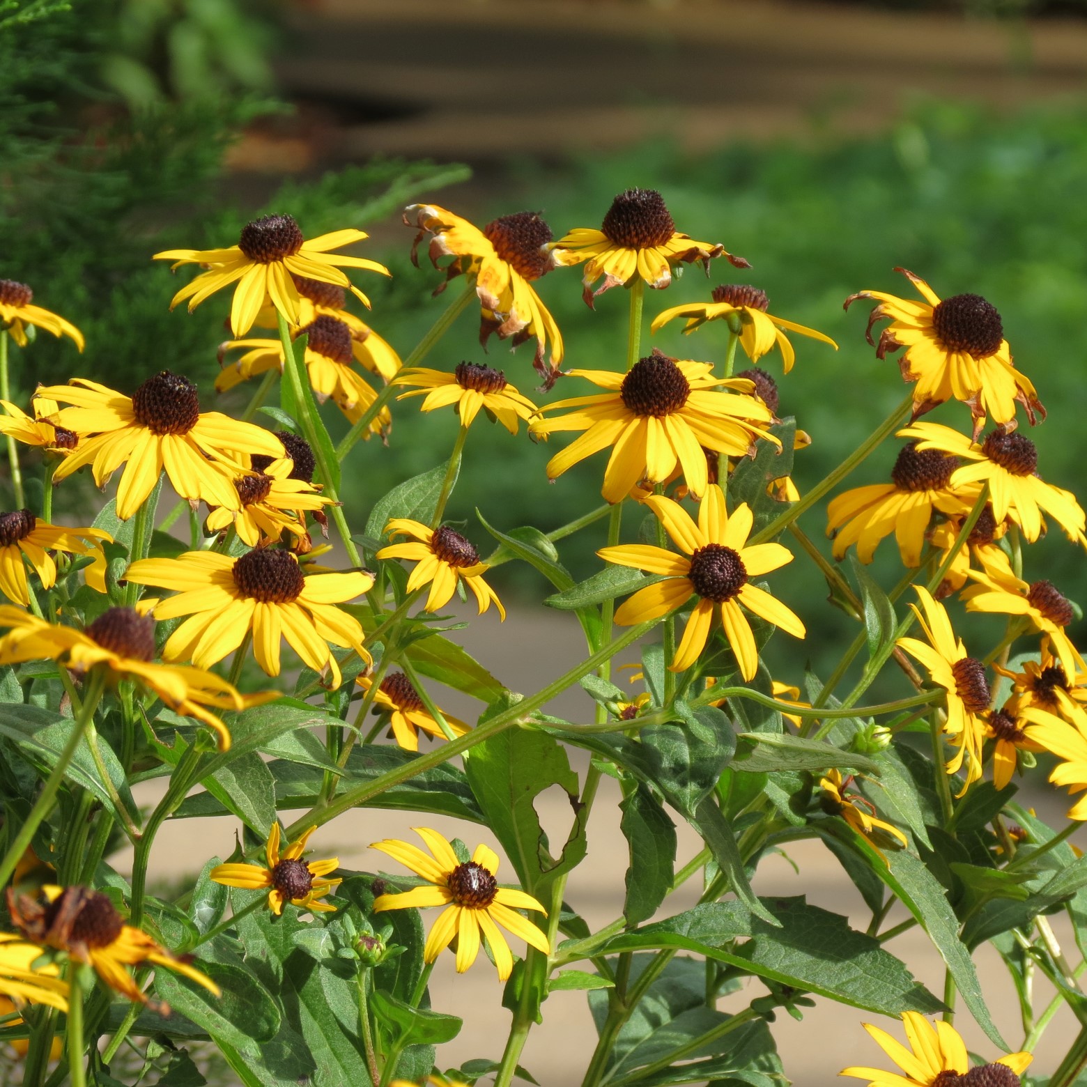 Wichita Botanical Gardens 54 of 98 (#9705)