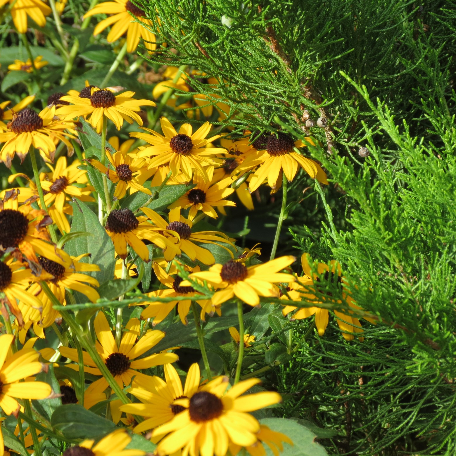 Wichita Botanical Gardens 55 of 98 (#9706)