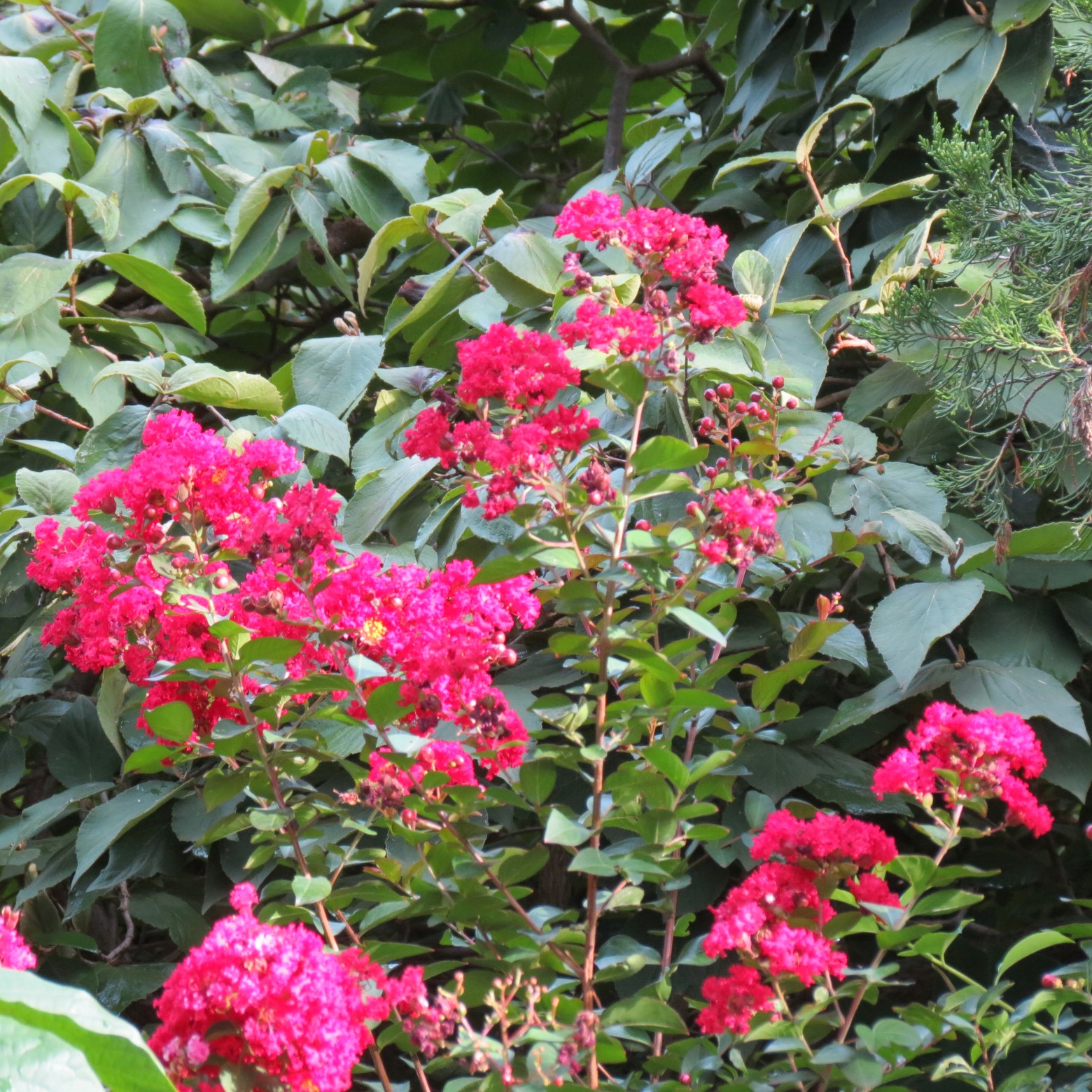 Wichita Botanical Gardens 56 of 98 (#9707)