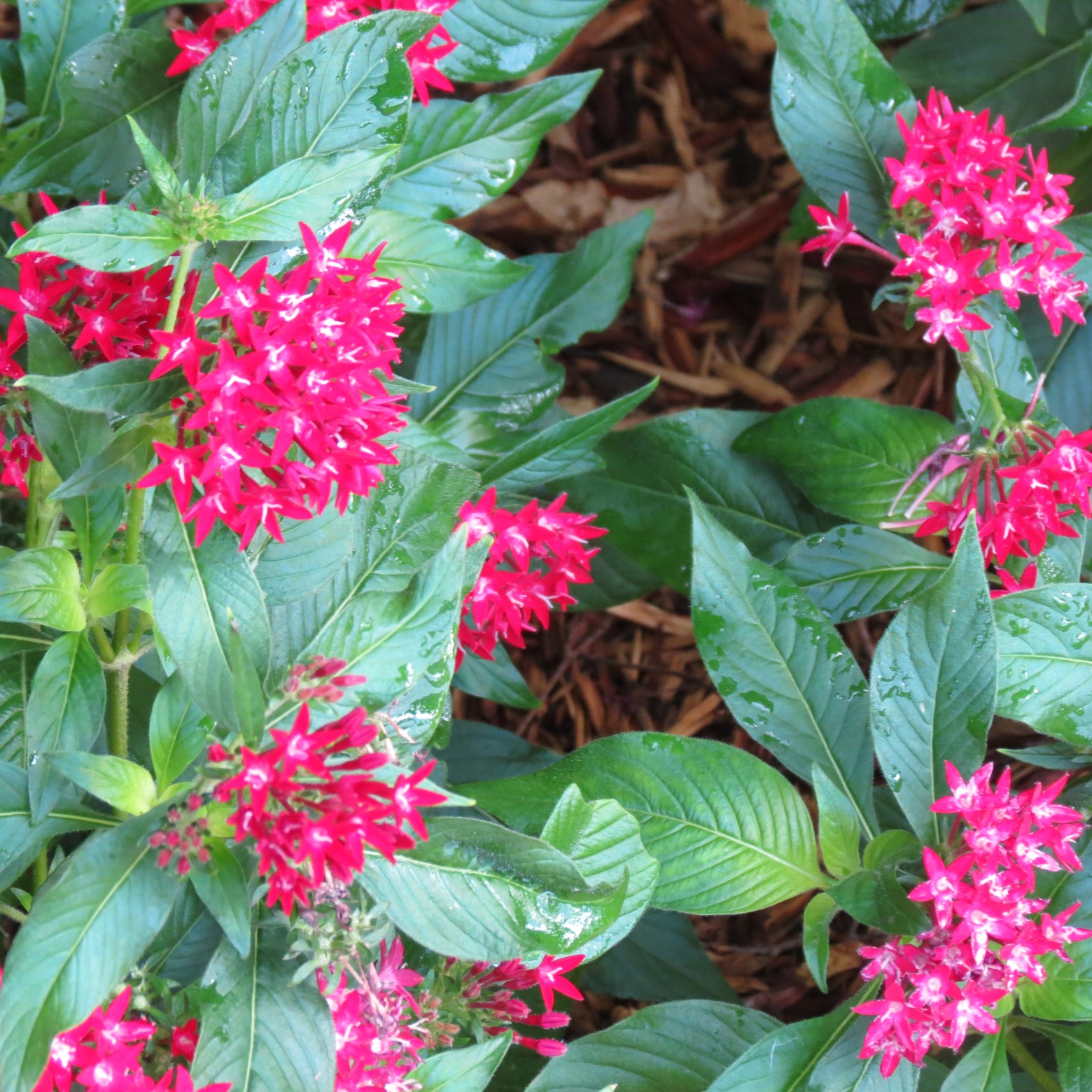 Wichita Botanical Gardens 61 of 98 (#9712)