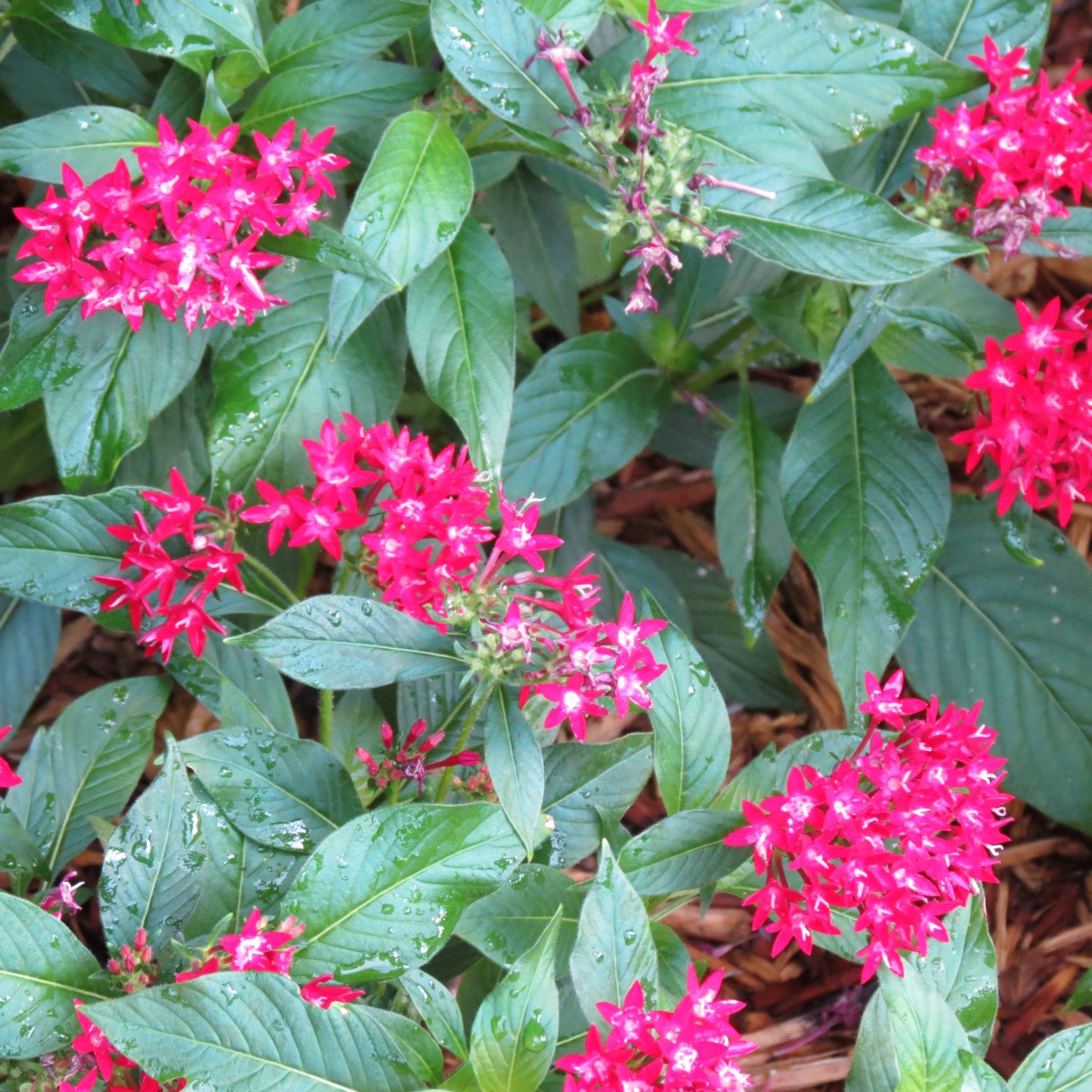 Wichita Botanical Gardens 62 of 98 (#9713)