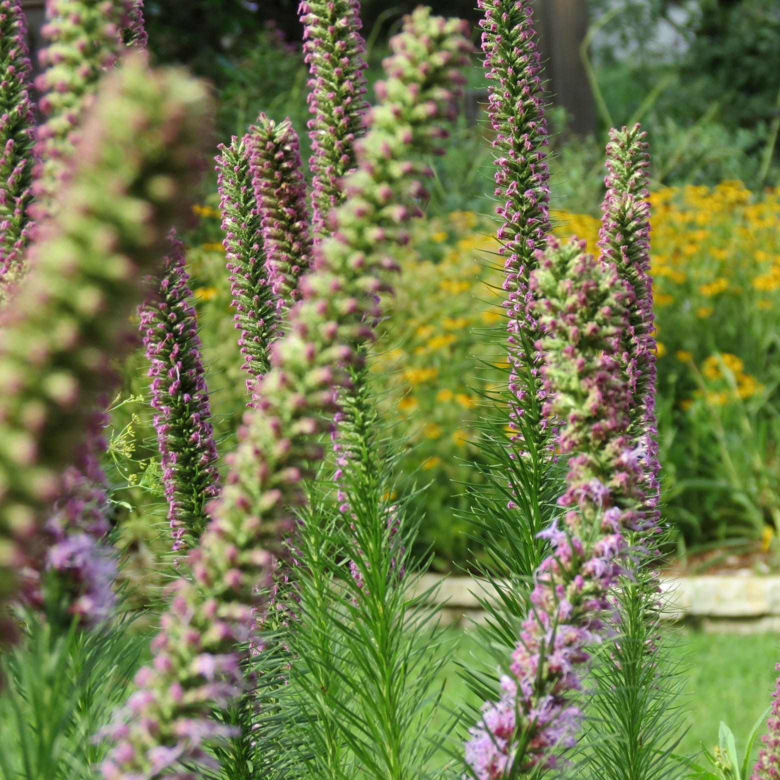 Wichita Botanical Gardens 63 of 98 (#9714)