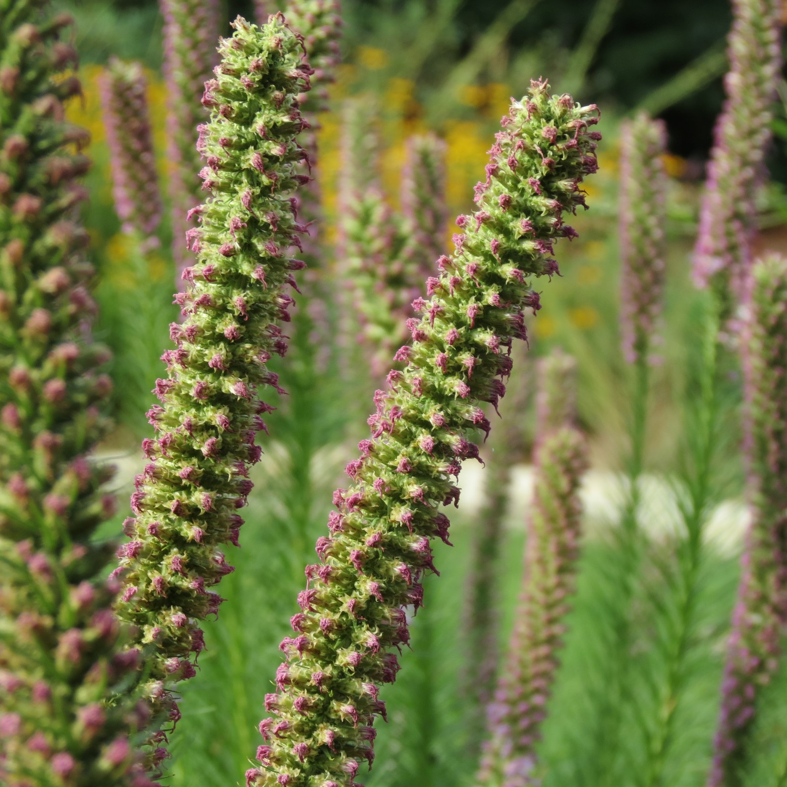 Wichita Botanical Gardens 64 of 98 (#9716)