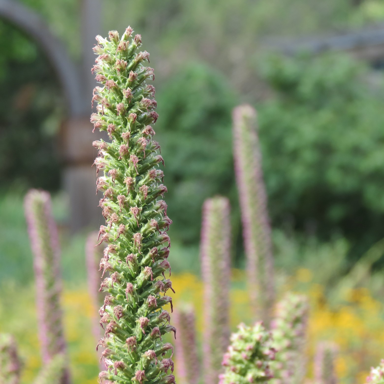 Wichita Botanical Gardens 65 of 98 (#9717)