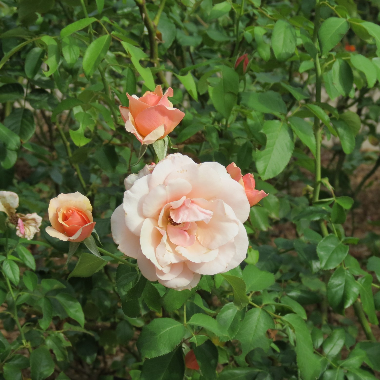 Wichita Botanical Gardens 66 of 98 (#9718)