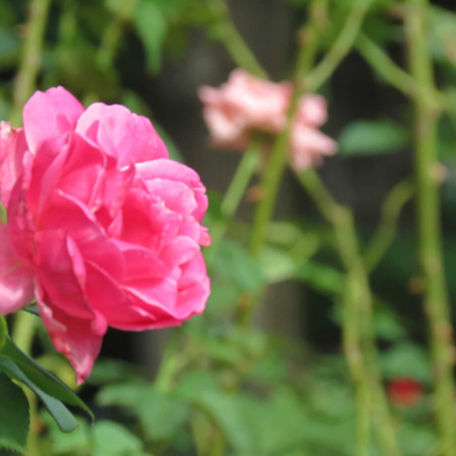 Wichita Botanical Gardens 67 of 98 (#9719)