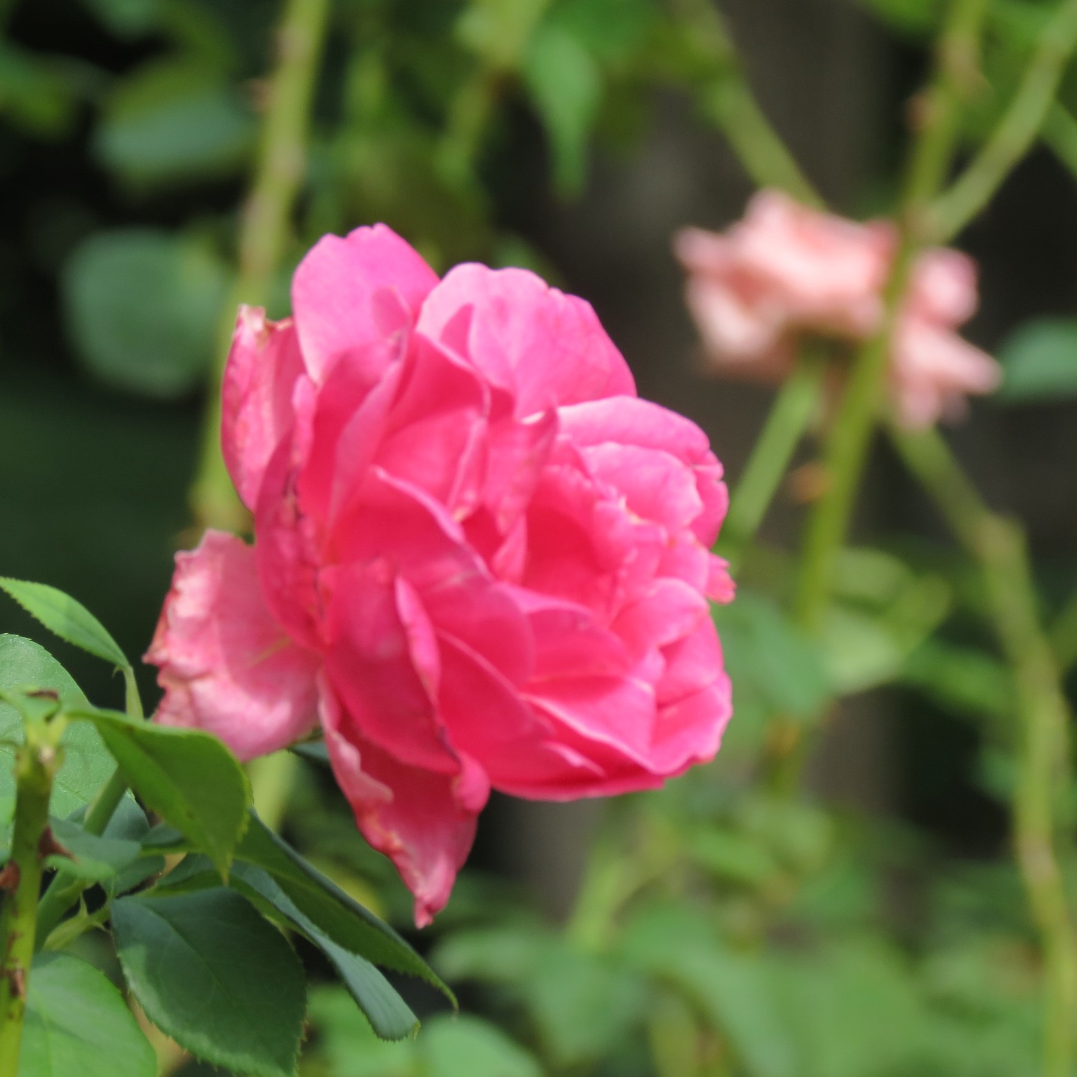 Wichita Botanical Gardens 68 of 98 (#9720)