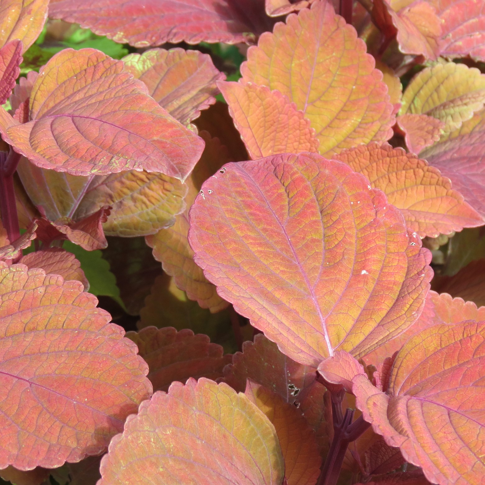 Wichita Botanical Gardens 69 of 98 (#9721)