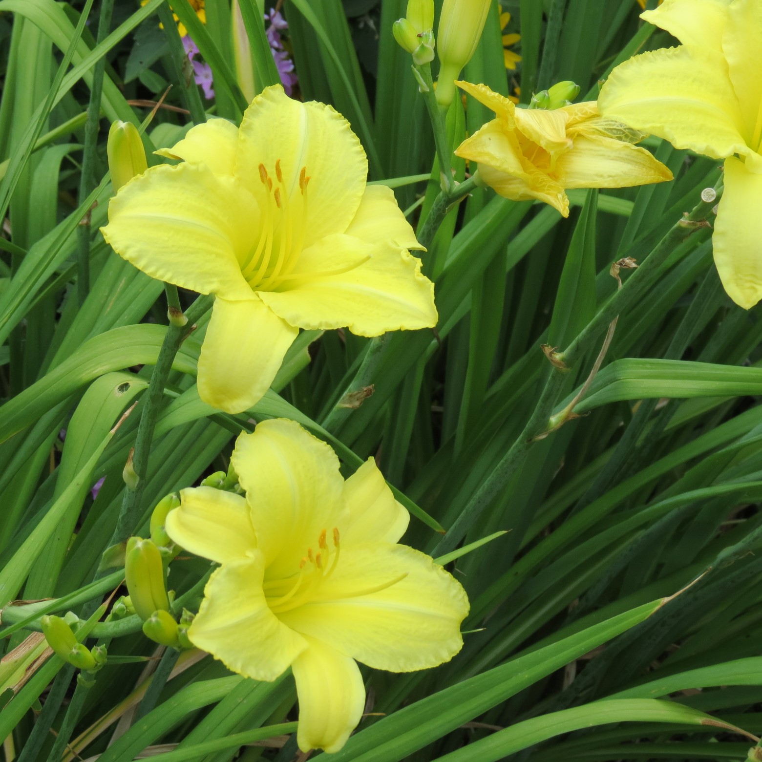 Wichita Botanical Gardens 72 of 98 (#9724)