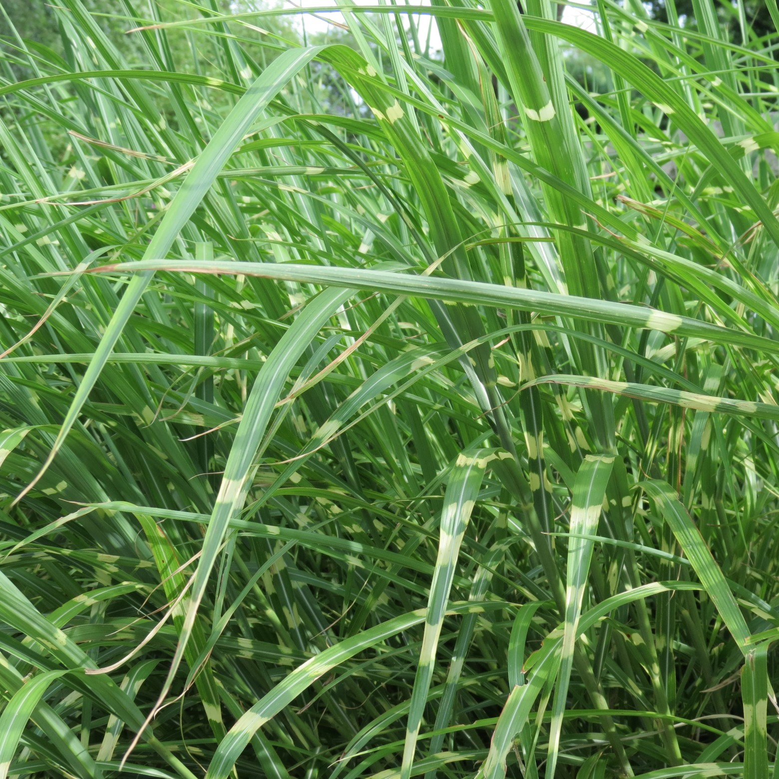 Wichita Botanical Gardens 73 of 98 (#9725)