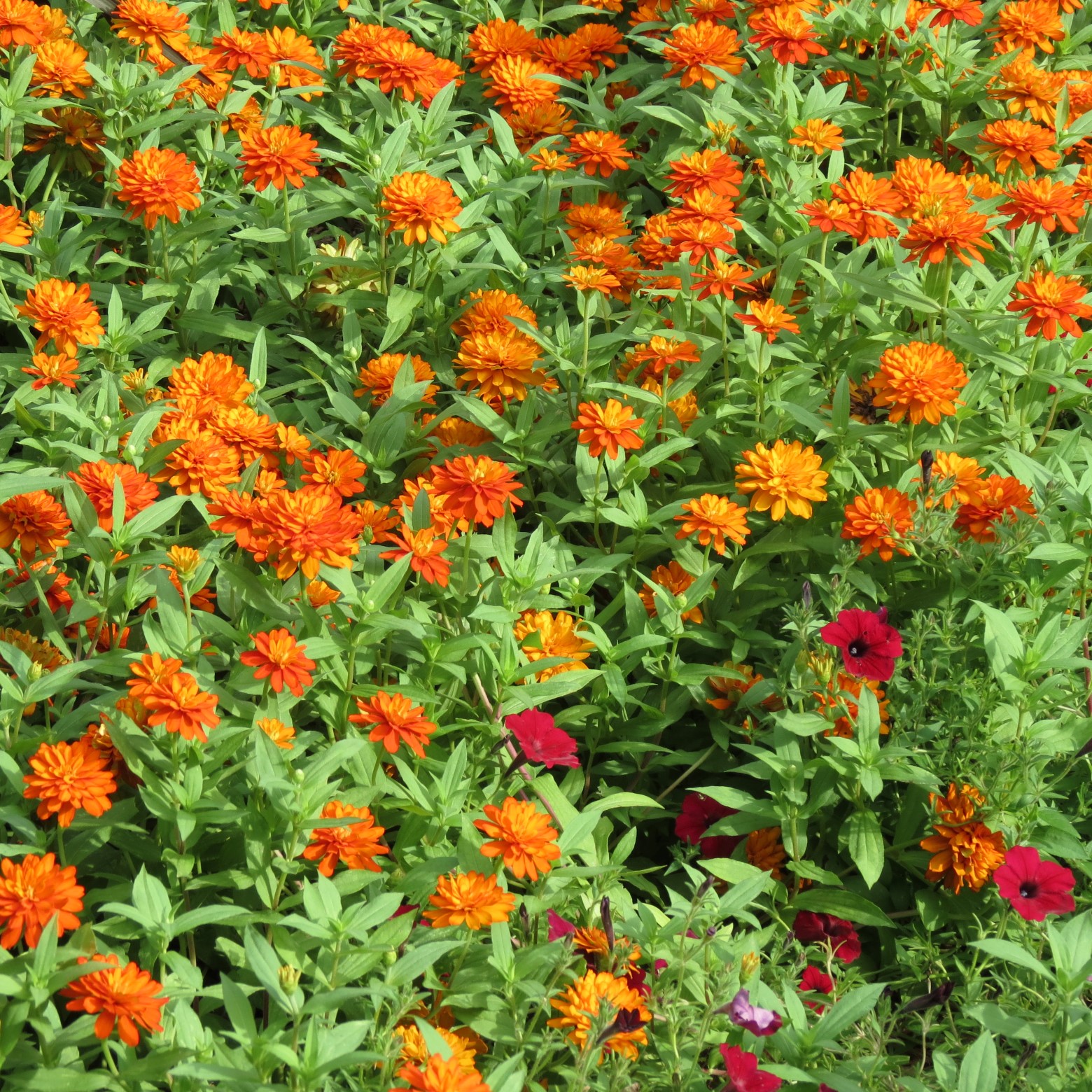 Wichita Botanical Gardens 74 of 98 (#9726)