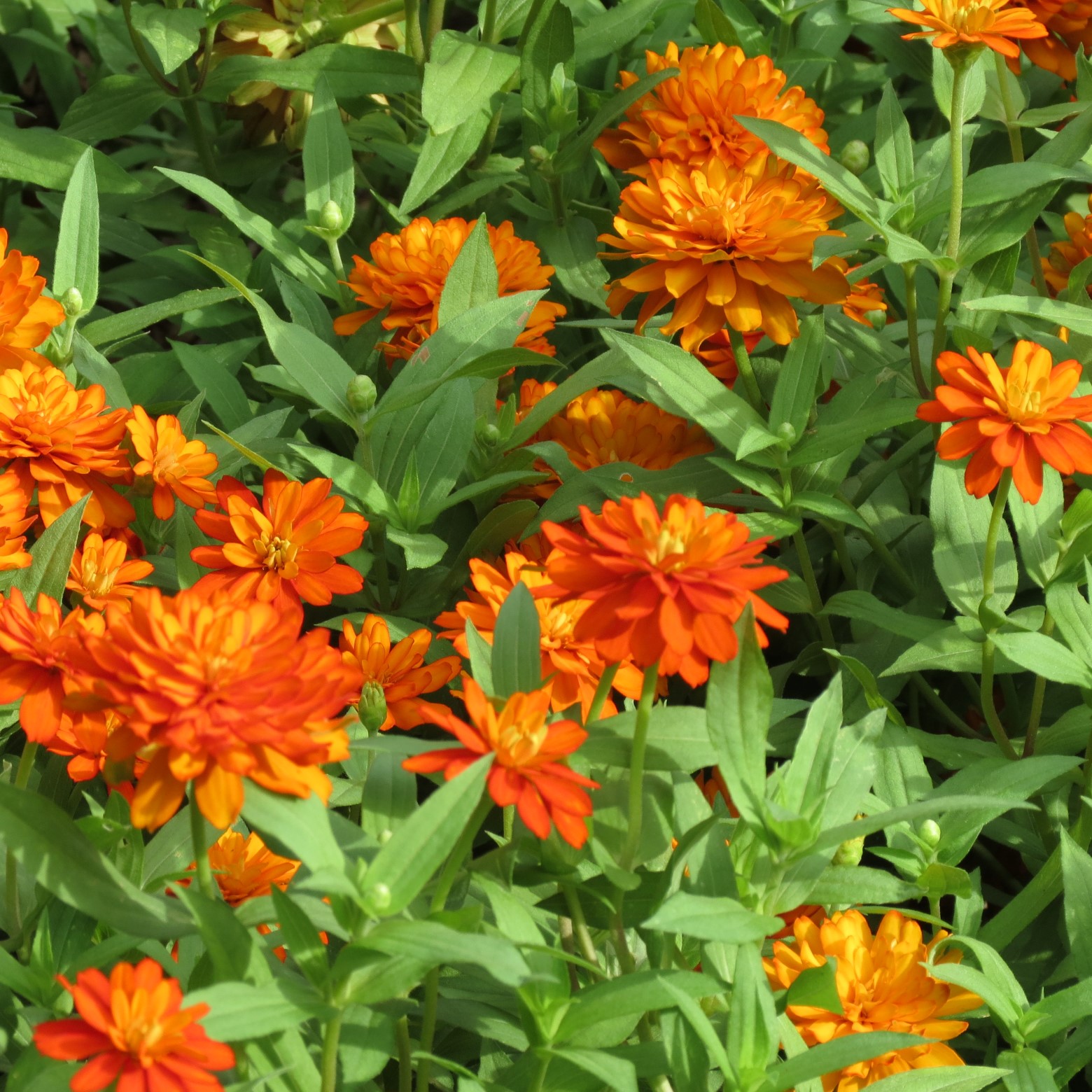 Wichita Botanical Gardens 75 of 98 (#9727)