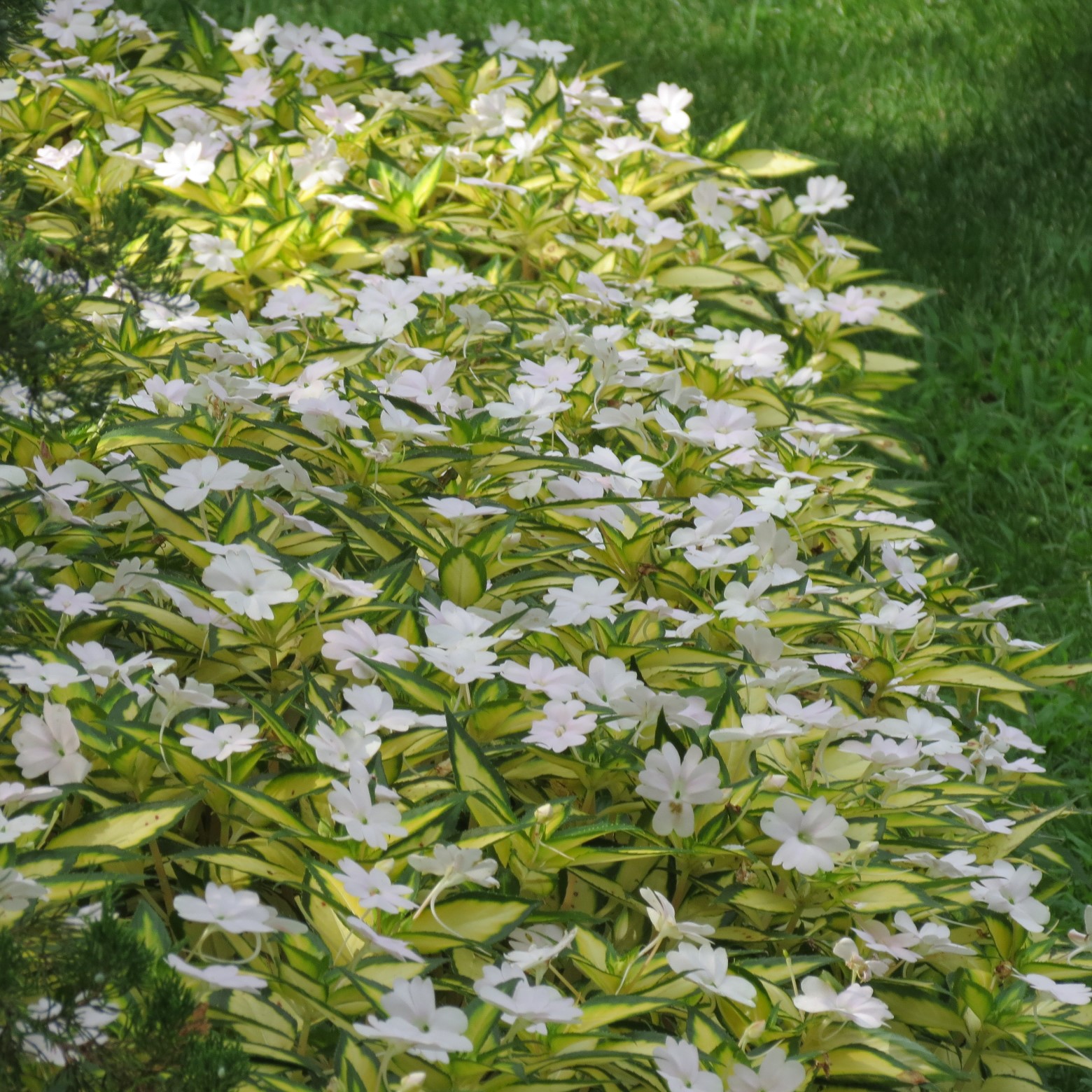 Wichita Botanical Gardens 79 of 98 (#9742)