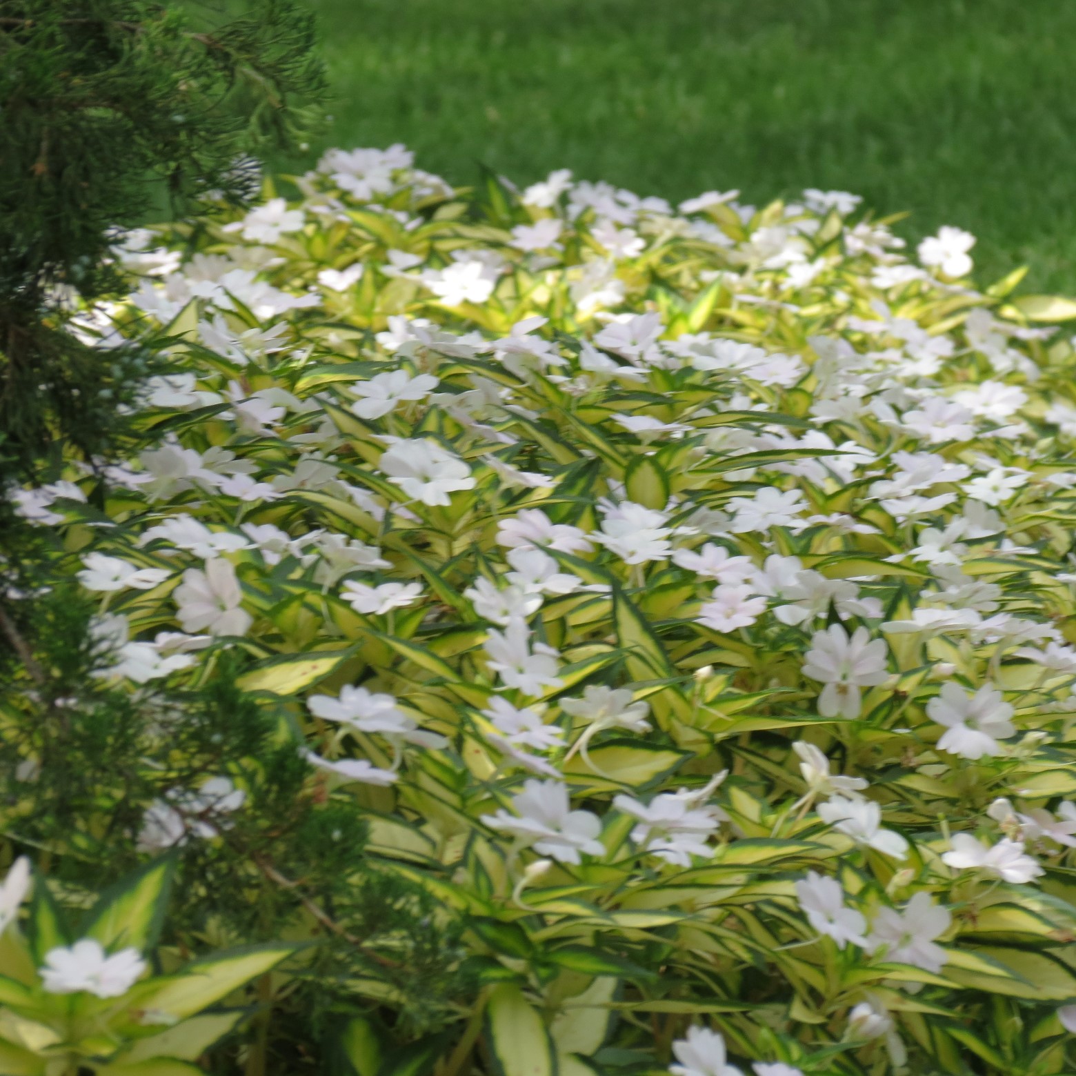 Wichita Botanical Gardens 80 of 98 (#9743)