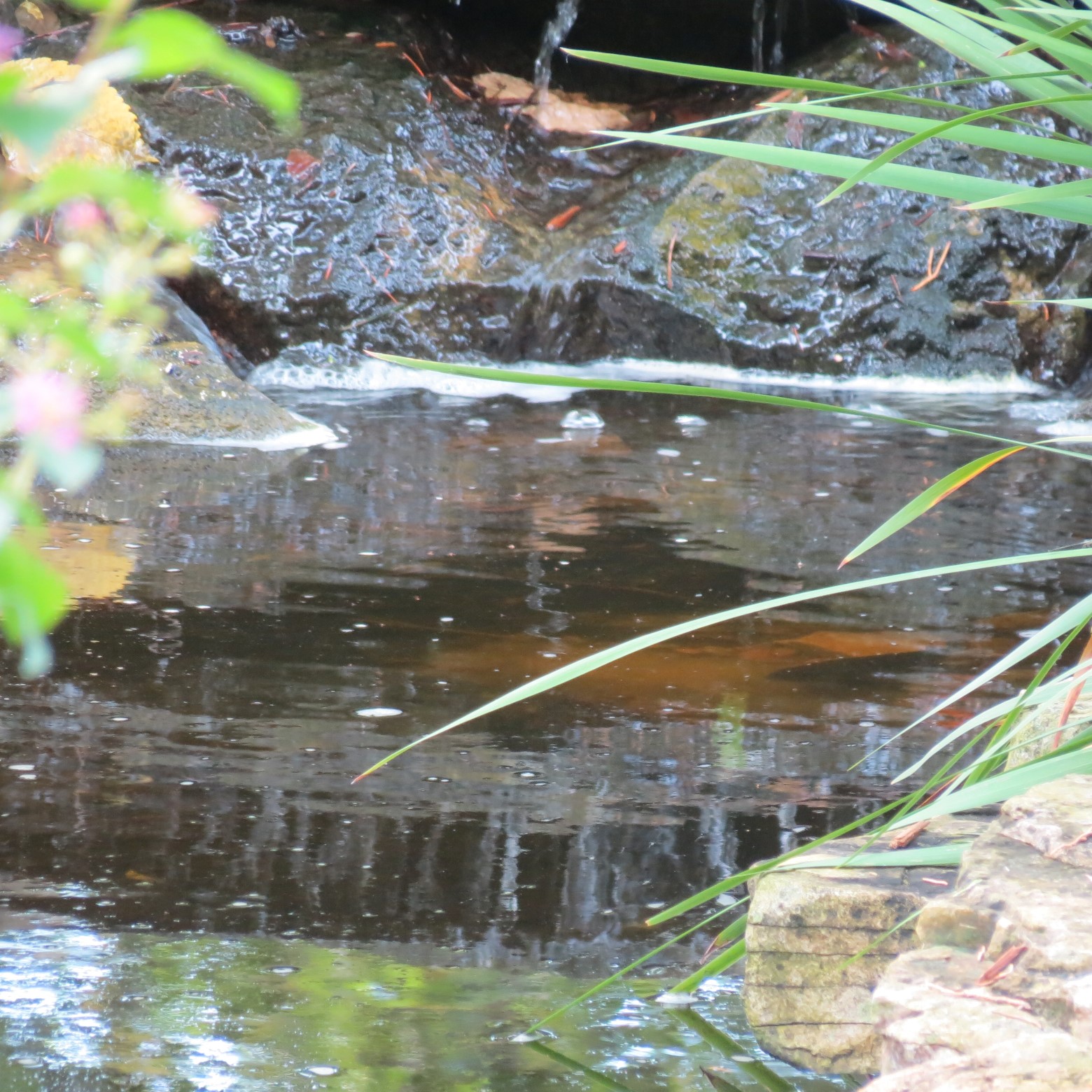 Wichita Botanical Gardens 83 of 98 (#9746)