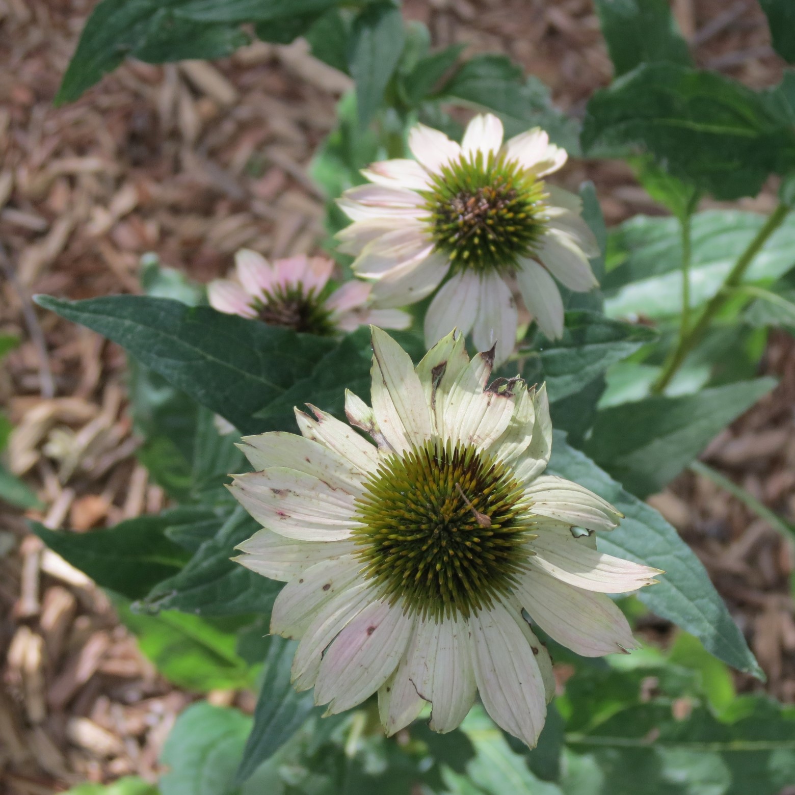Wichita Botanical Gardens 84 of 98 (#9747)