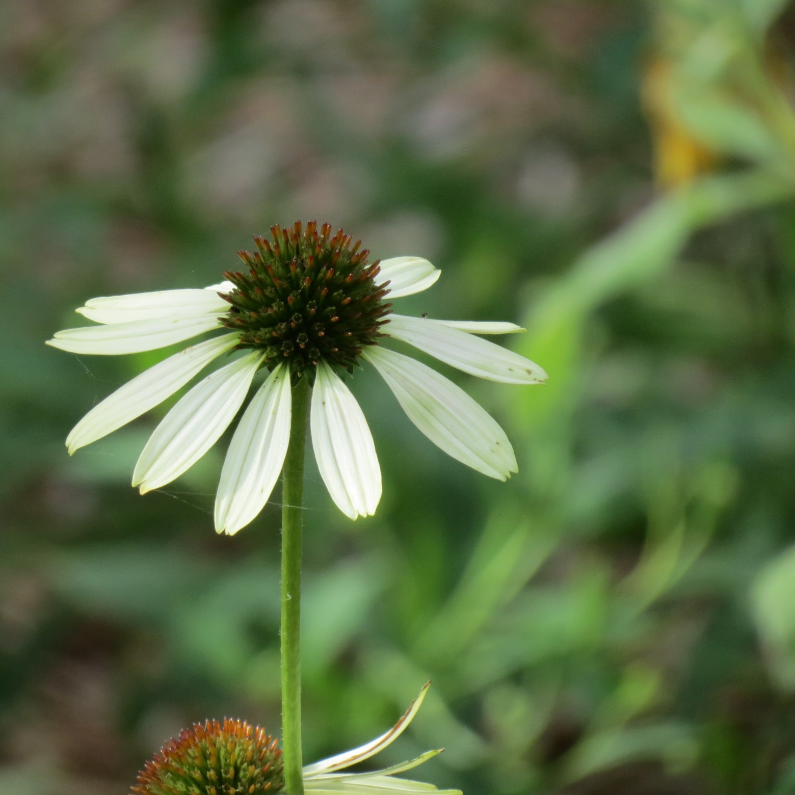 Wichita Botanical Gardens 85 of 98 (#9748)
