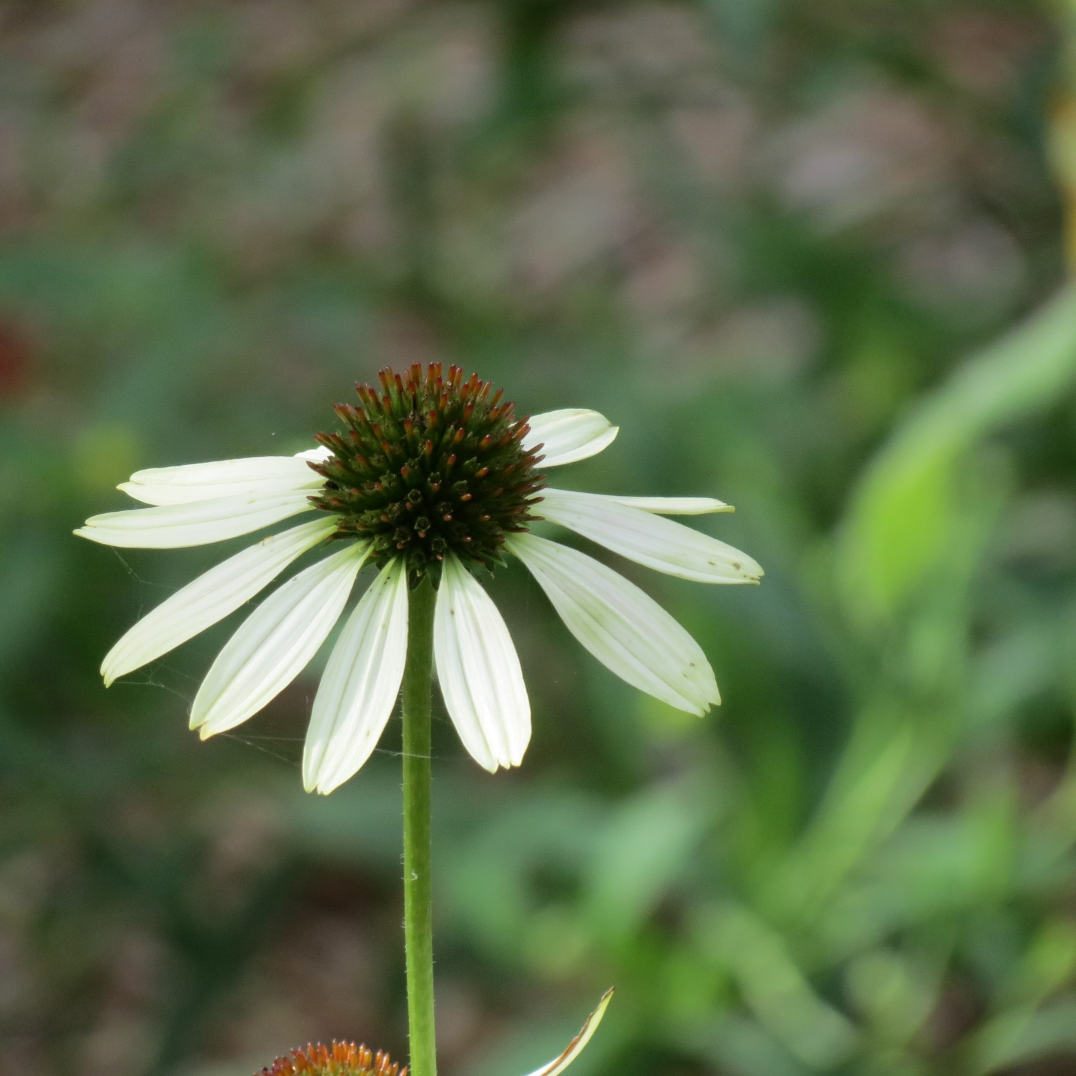 Wichita Botanical Gardens 86 of 98 (#9749)