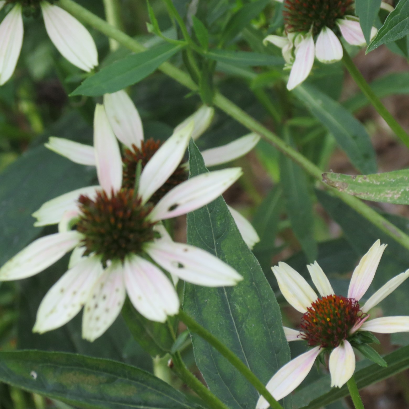 Wichita Botanical Gardens 87 of 98 (#9750)