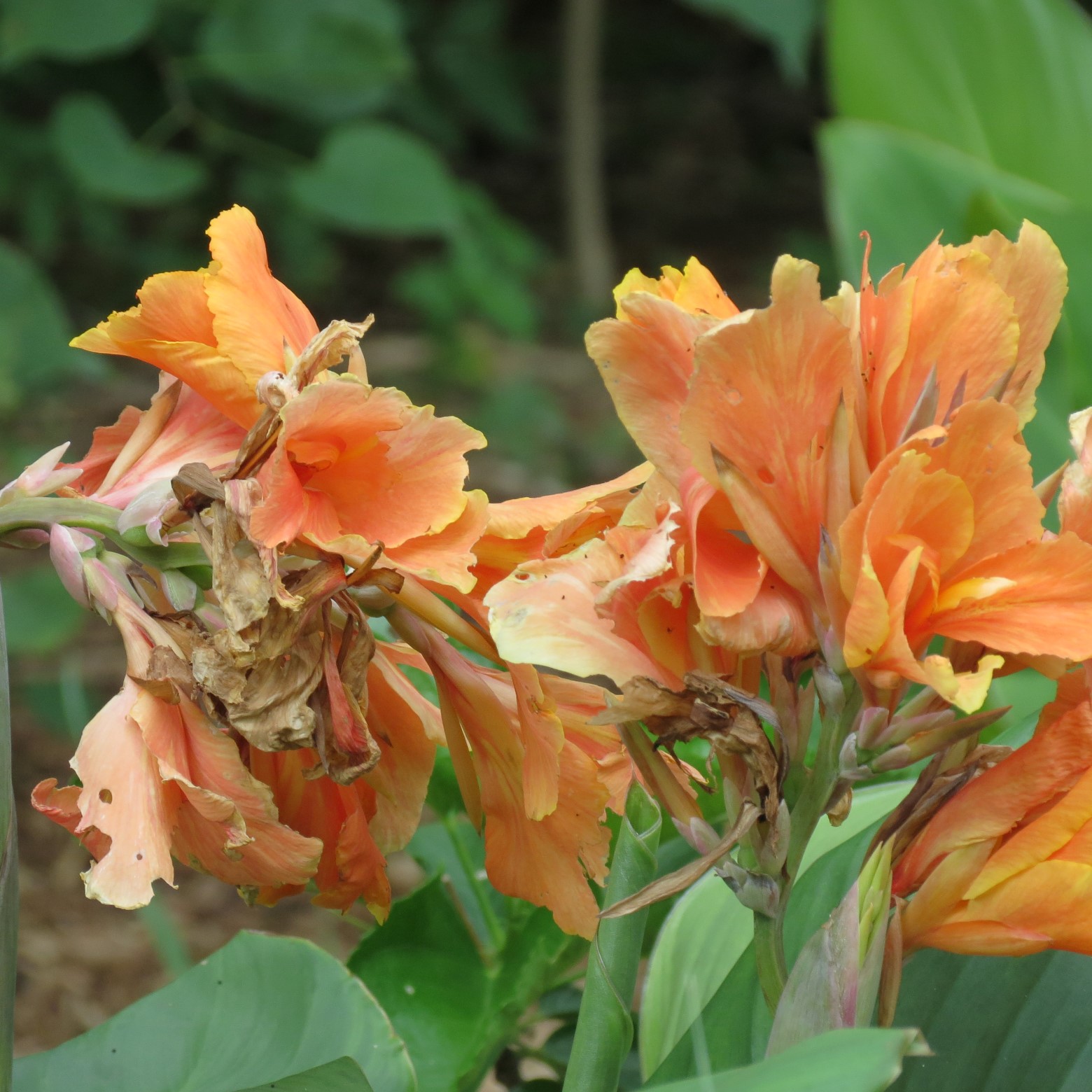 Wichita Botanical Gardens 88 of 98 (#9751)