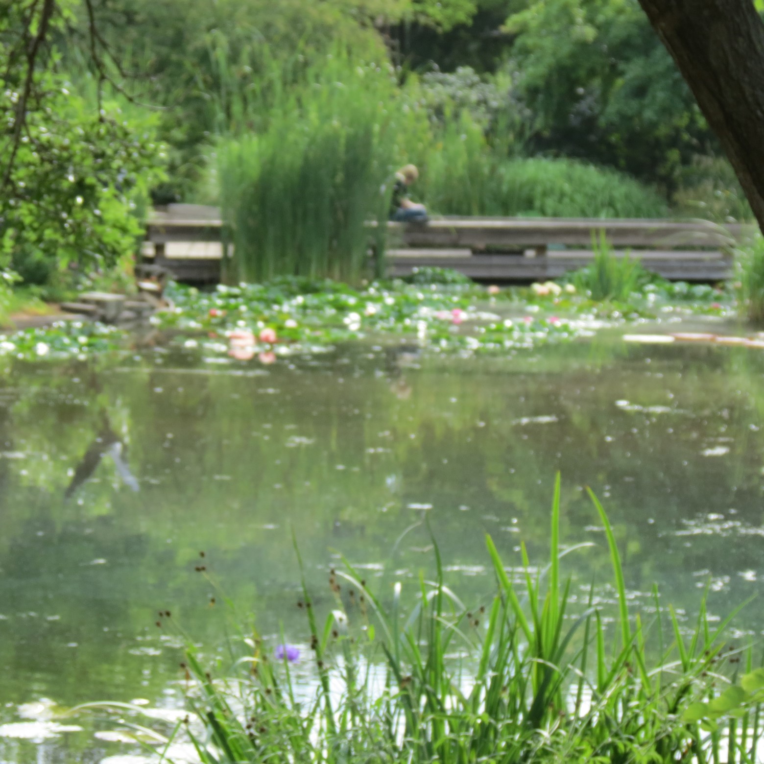 Wichita Botanical Gardens 92 of 98 (#9755)