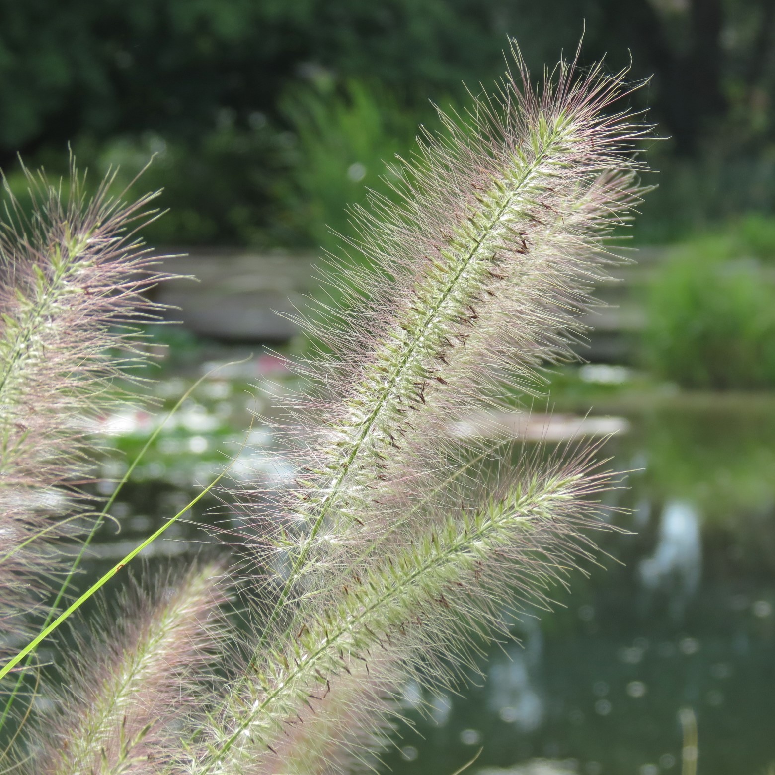Wichita Botanical Gardens 94 of 98 (#9757)