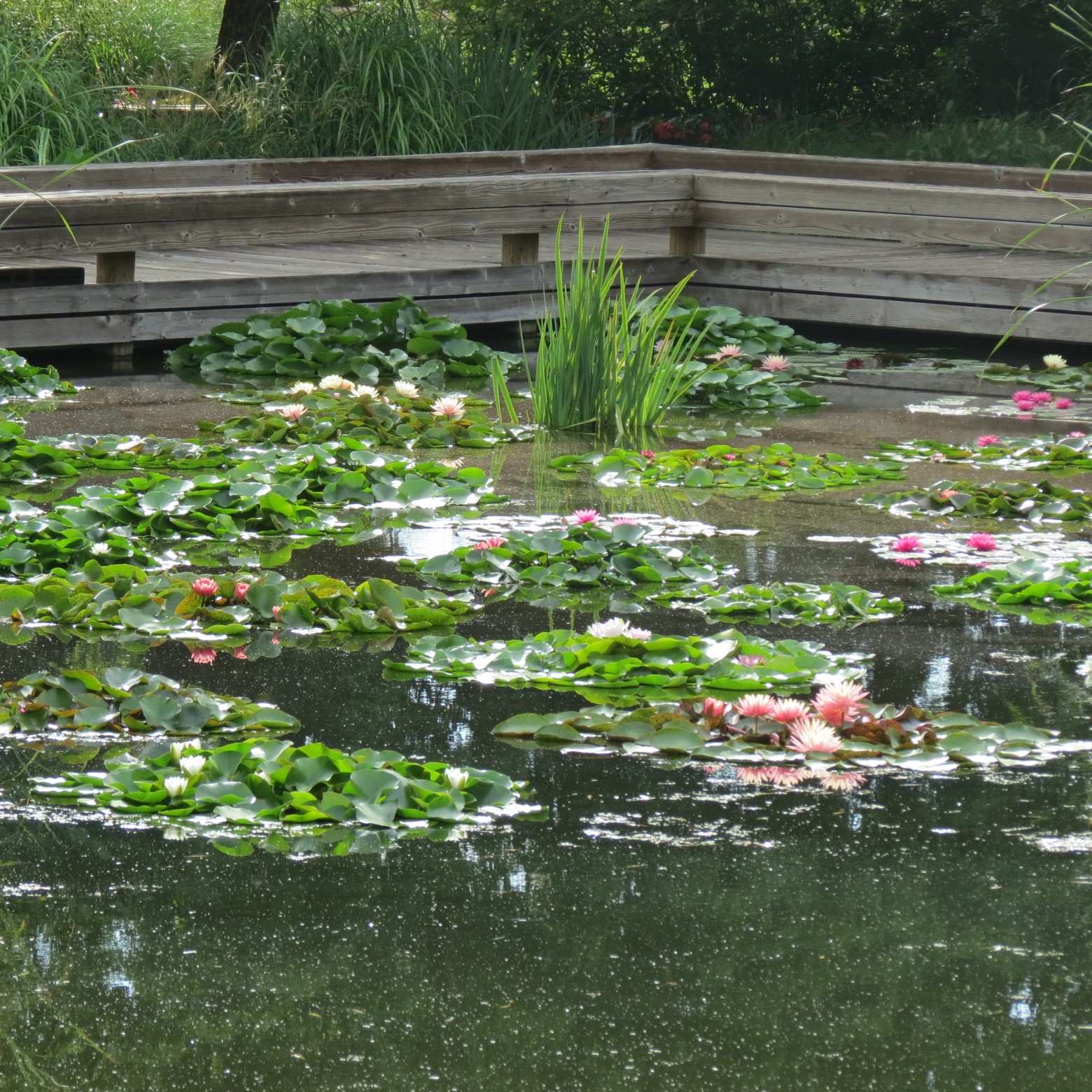 Wichita Botanical Gardens 95 of 98 (#9760)