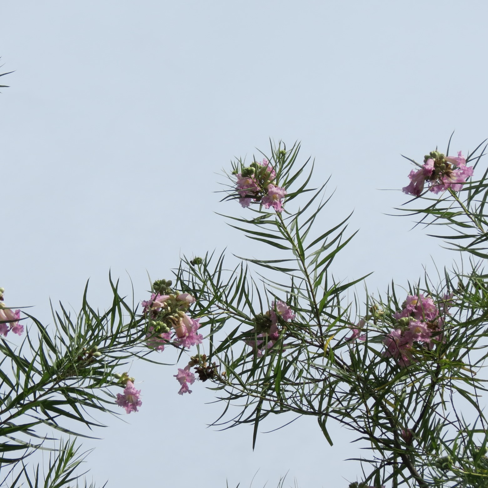 Wichita Botanical Gardens 96 of 98 (#9761)
