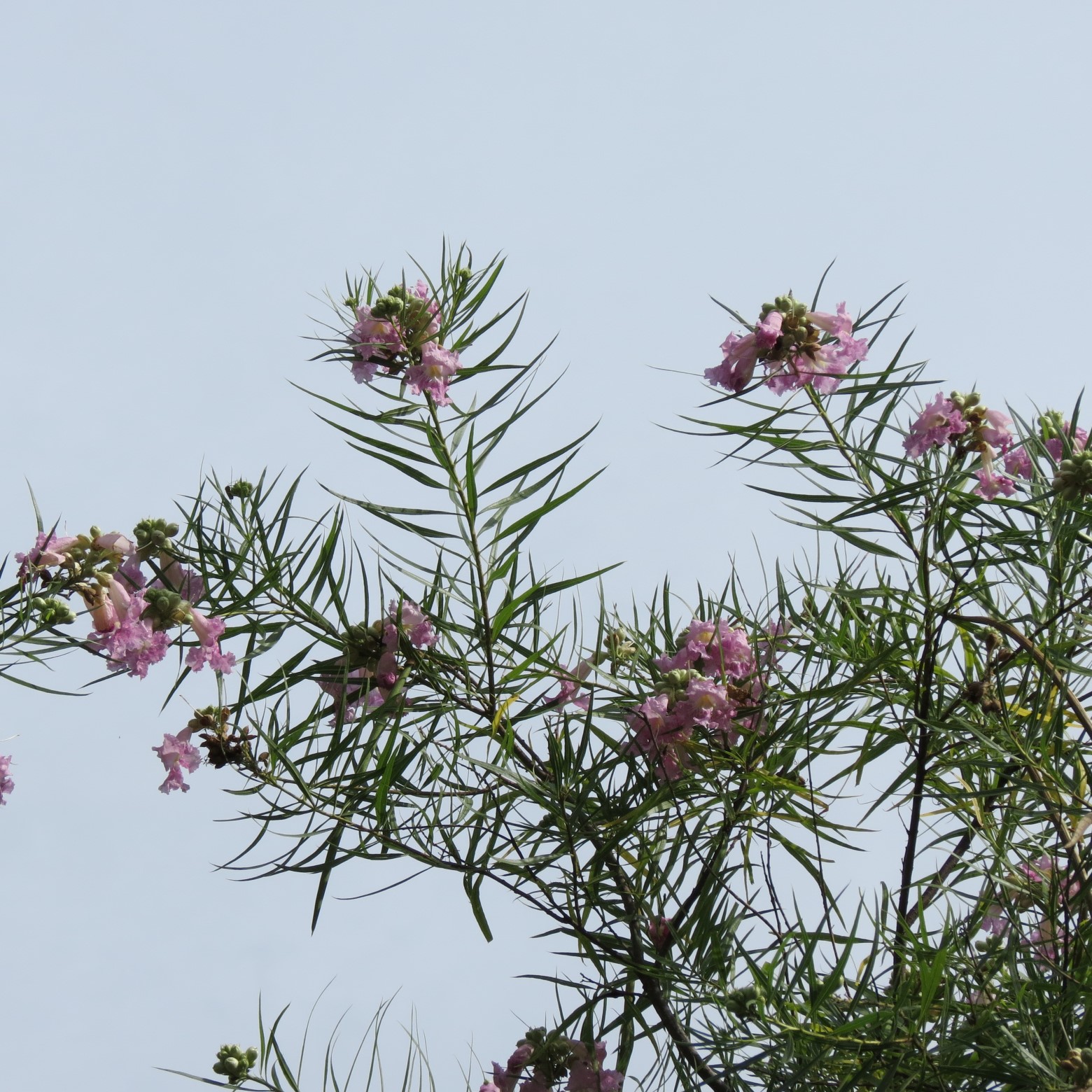 Wichita Botanical Gardens 97 of 98 (#9762)