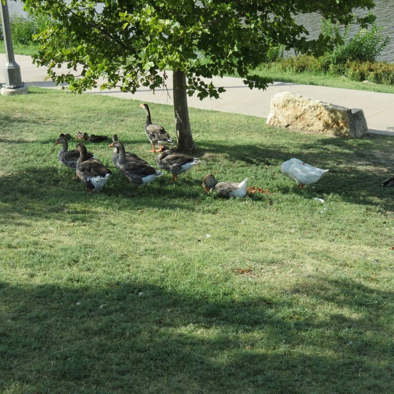 Water Fowl keeping cool at Keeper of the Plains in Wichita KS  1 of  8 (#9769)
