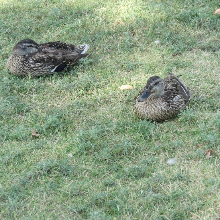 Water Fowl keeping cool at Keeper of the Plains in Wichita KS  2 of  8 (#9770)