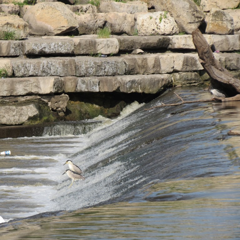 Water Fowl keeping cool at Keeper of the Plains in Wichita KS  5 of  8 (#9785)