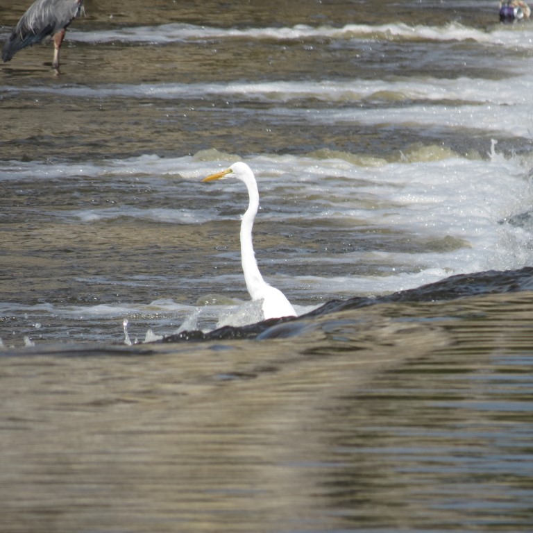 Water Fowl keeping cool at Keeper of the Plains in Wichita KS  6 of  8 (#9786)