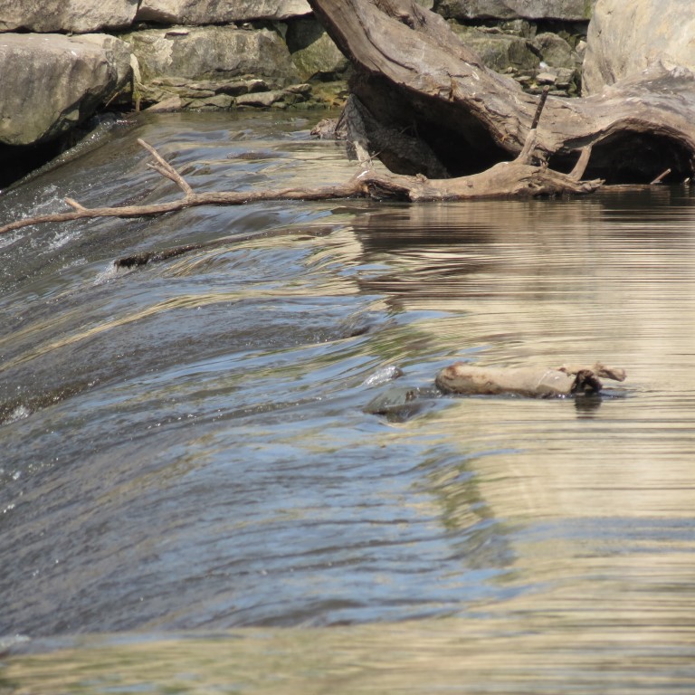 Water Fowl keeping cool at Keeper of the Plains in Wichita KS  7 of  8 (#9787)
