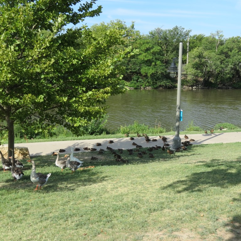Water Fowl keeping cool at Keeper of the Plains in Wichita KS  3 of  8 (#9791)