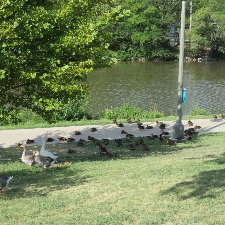 Water Fowl keeping cool at Keeper of the Plains in Wichita KS  4 of  8 (#9792)