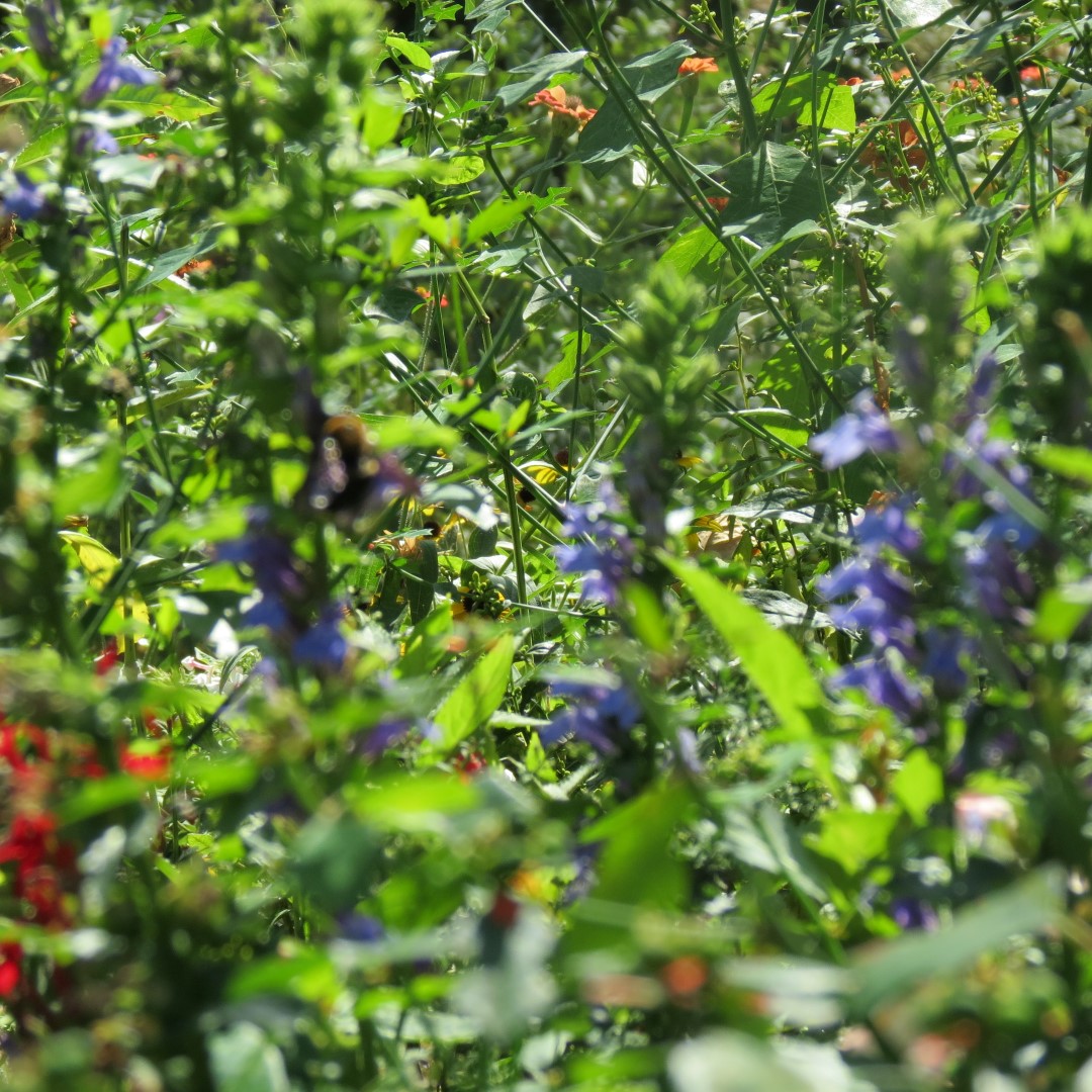 Bartram Garden and House in Philadelphia 14 of 16 (#9910)