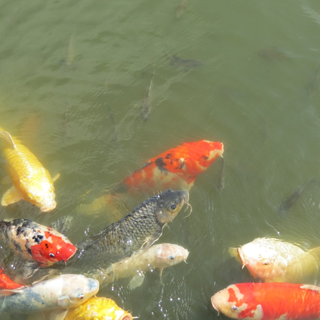 Hungry Fish at the Japanese House and Garden in Philadelphia  1 of  6 (#9945)