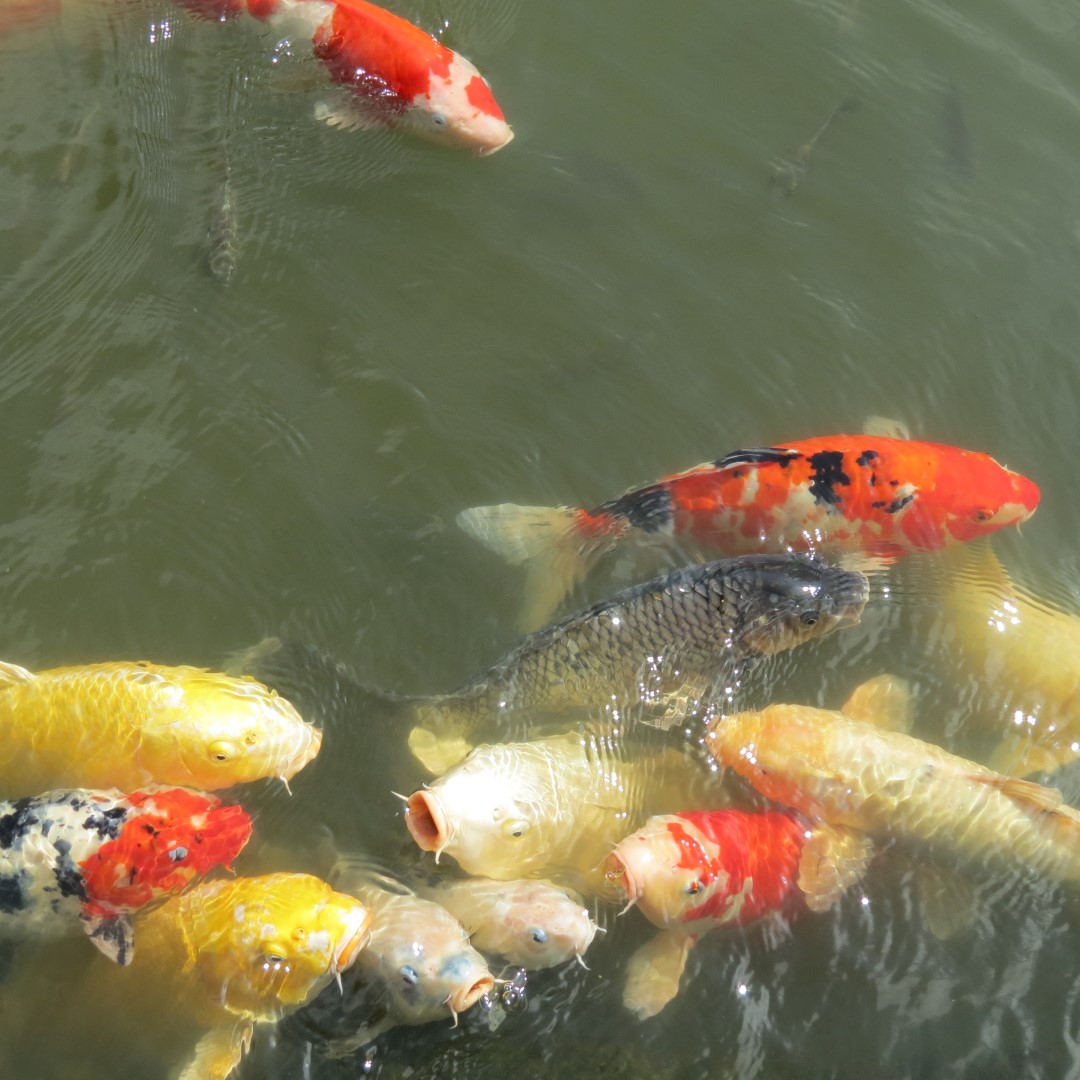 Hungry Fish at the Japanese House and Garden in Philadelphia  2 of  6 (#9946)