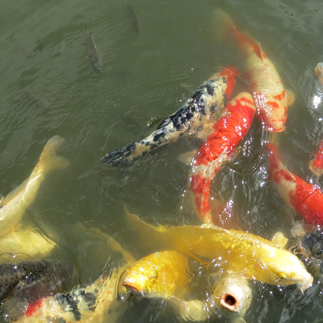 Hungry Fish at the Japanese House and Garden in Philadelphia  3 of  6 (#9947)