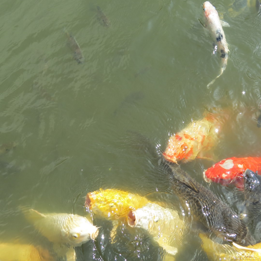 Hungry Fish at the Japanese House and Garden in Philadelphia  4 of  6 (#9948)
