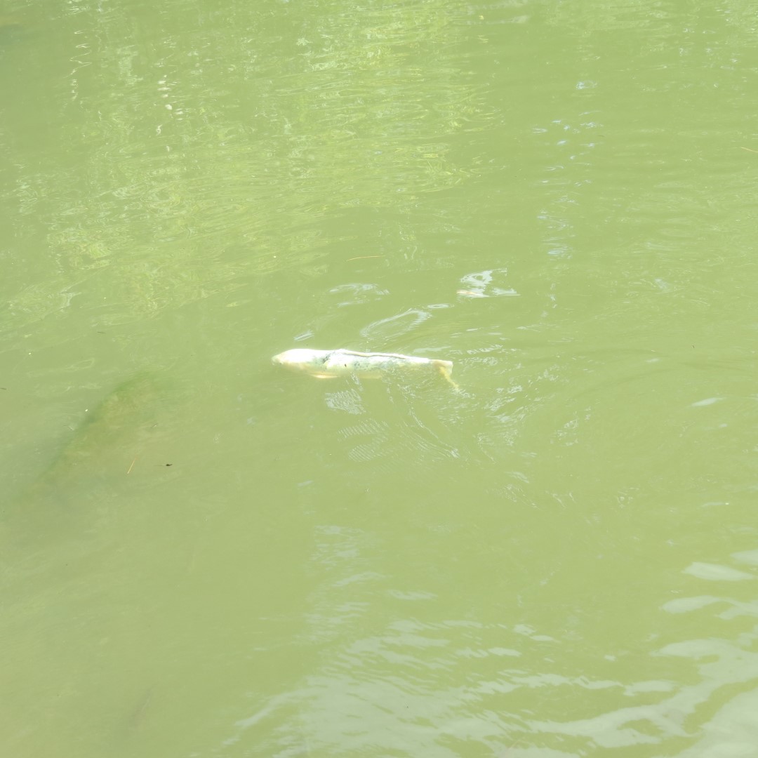Hungry Fish at the Japanese House and Garden in Philadelphia  5 of  6 (#9949)