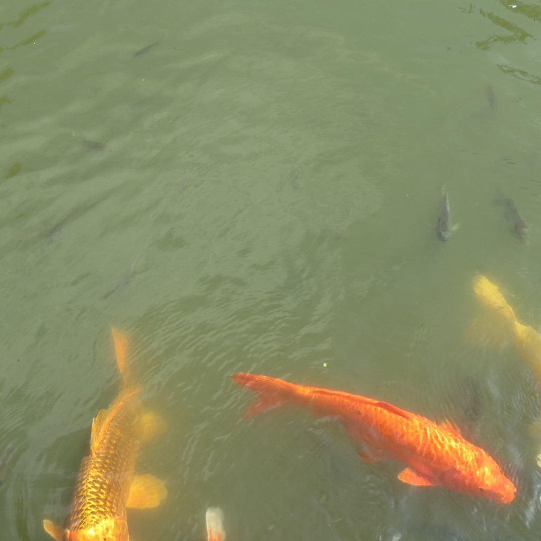 Hungry Fish at the Japanese House and Garden in Philadelphia  6 of  6 (#9950)