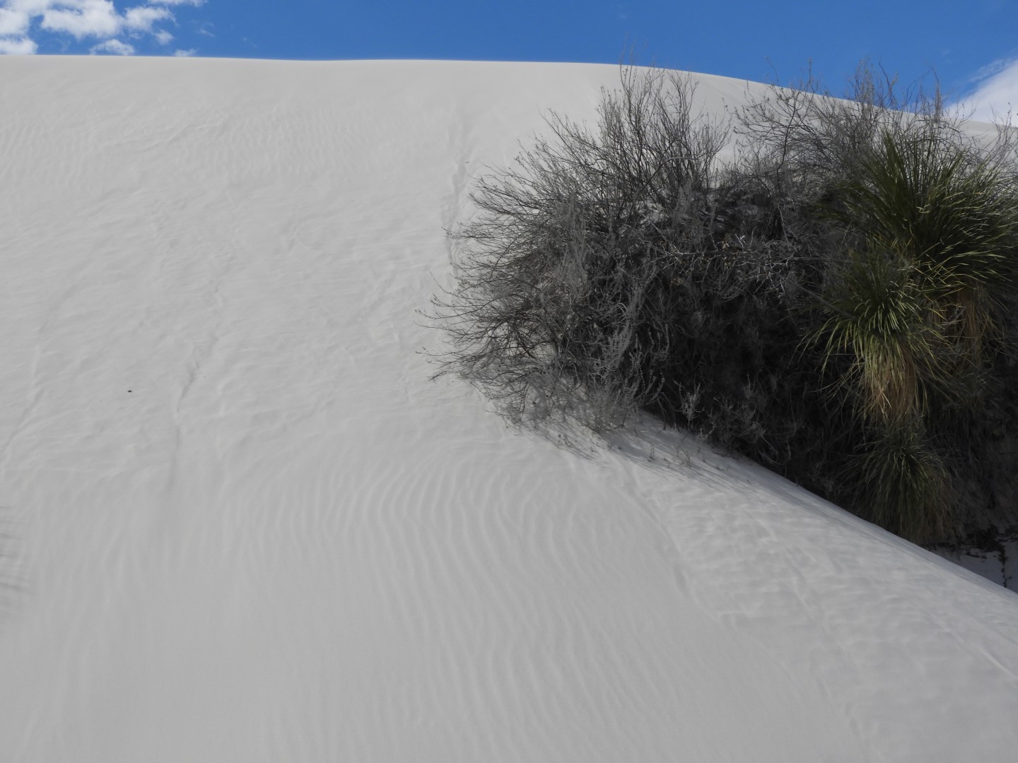 Inside the Around the Visitors Center of Outside of the Road to/from the White Sands National Park  2 of 21 (#0383)