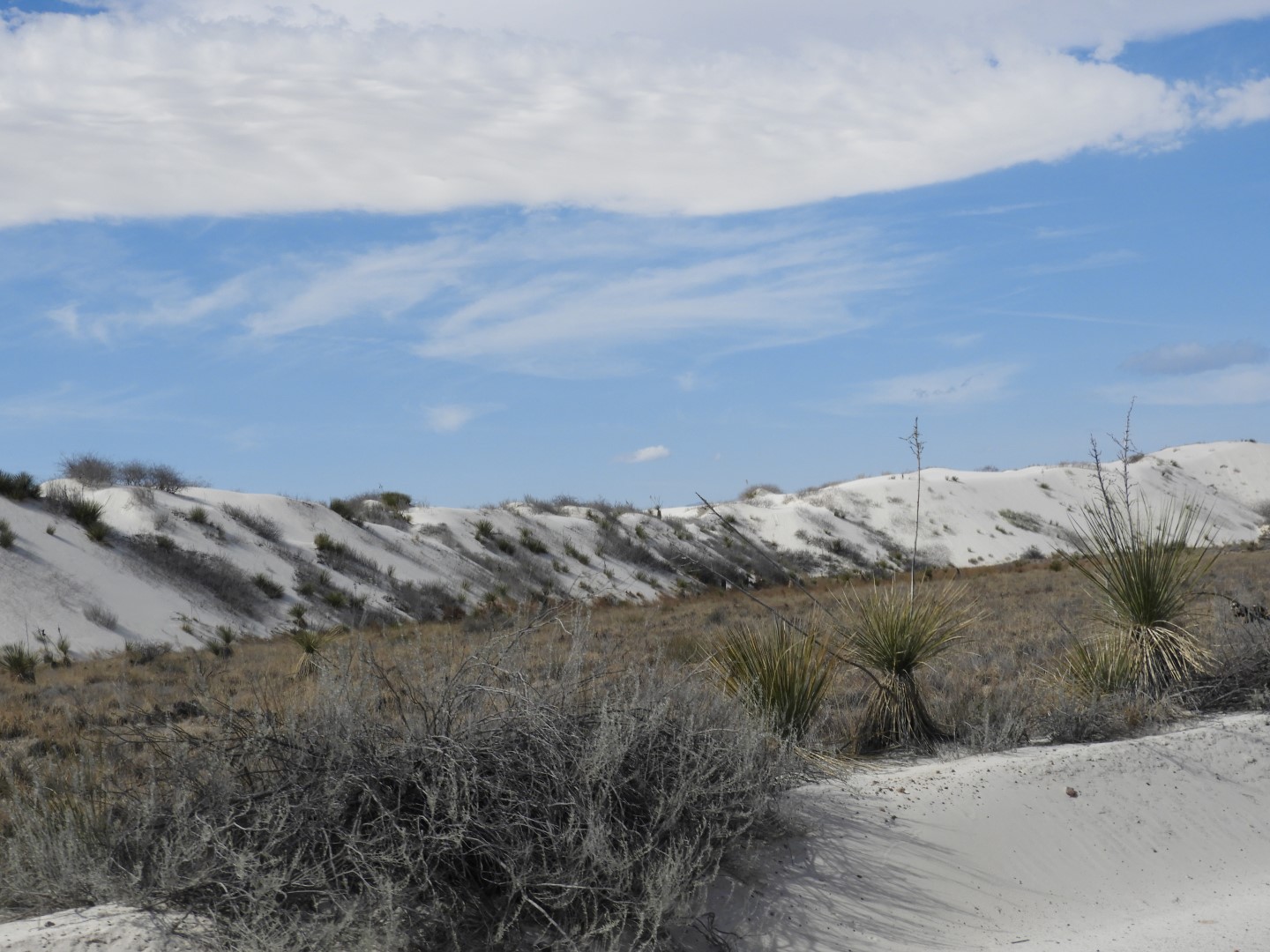 Inside the Around the Visitors Center of Outside of the Road to/from the White Sands National Park  5 of 21 (#0386)