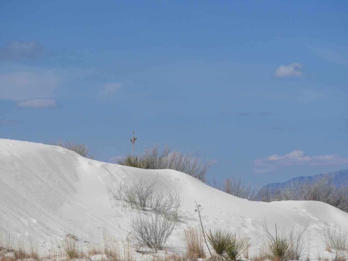 Inside the Around the Visitors Center of Outside of the Road to/from the White Sands National Park 15 of 21 (#0396)