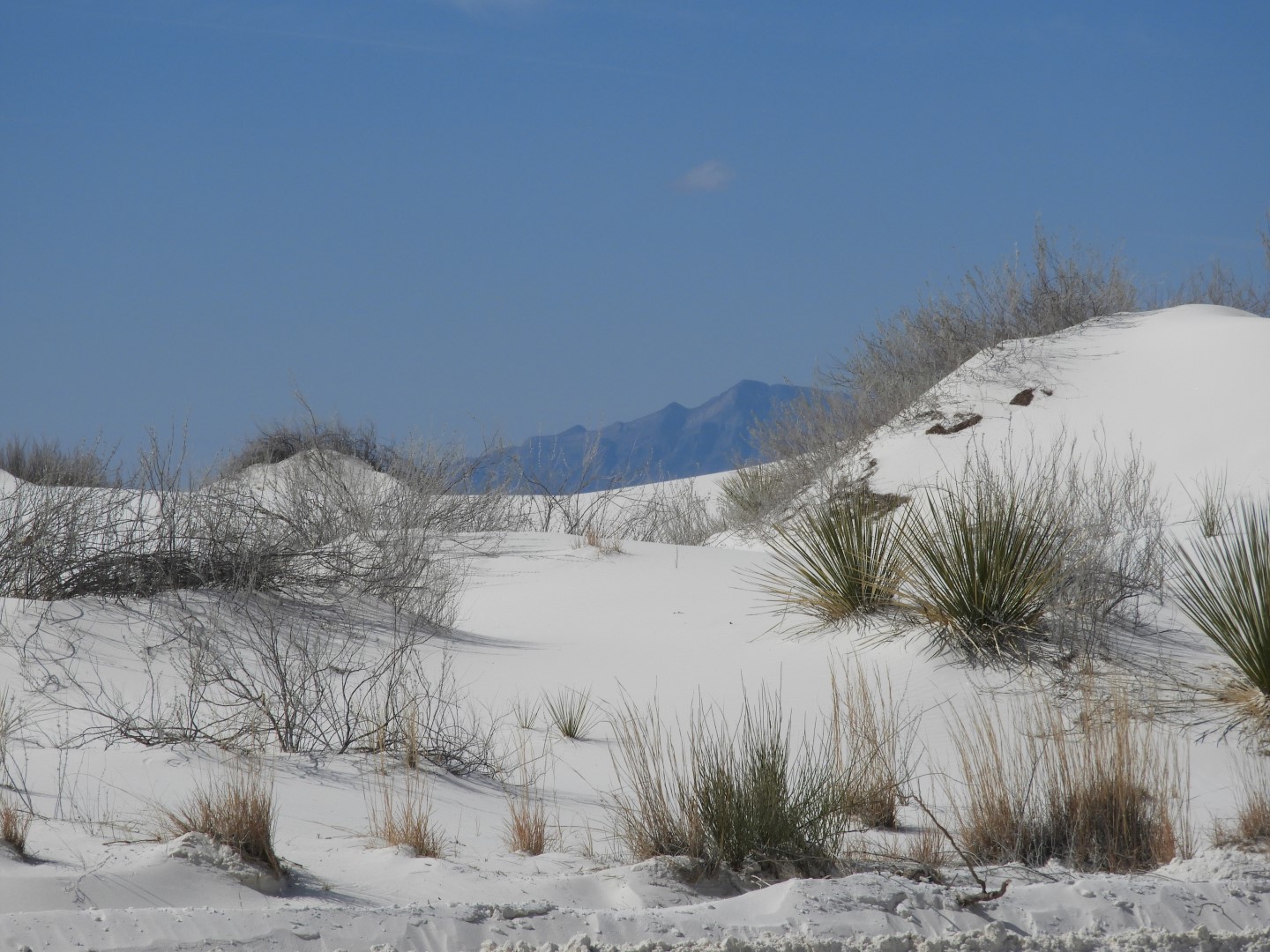 Inside the Around the Visitors Center of Outside of the Road to/from the White Sands National Park 16 of 21 (#0397)